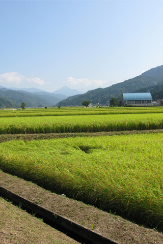 新潟県糸魚川市能生の槇の田んぼ