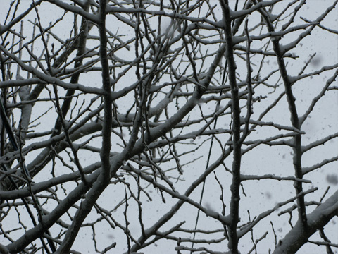 雪の木々