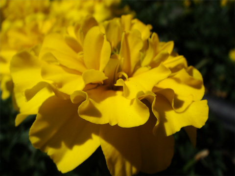 長野駅前の花２