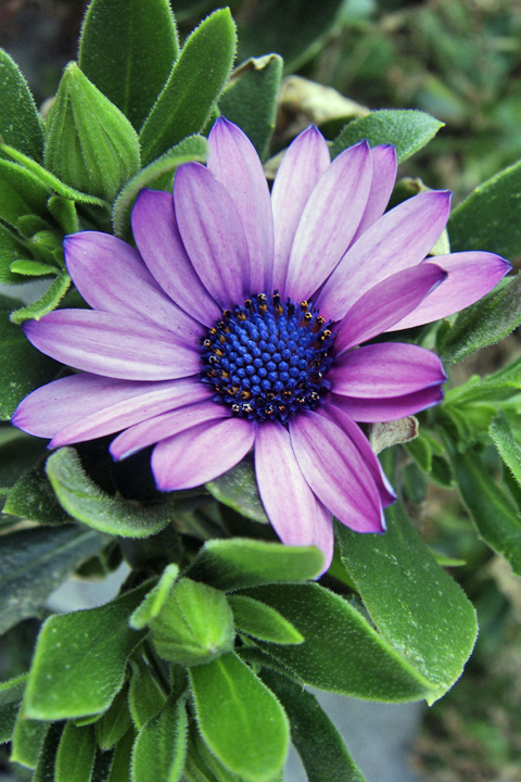 紫のきれいな花 紫のきれいな花