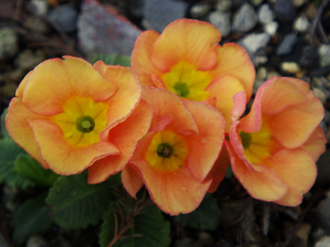 きれいなオレンジの花 きれいなオレンジの花