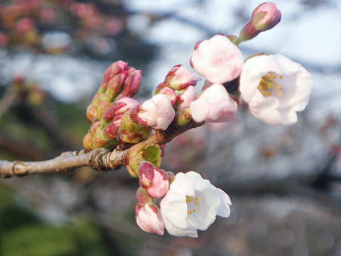 桜