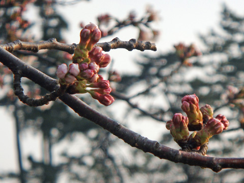 桜の蕾