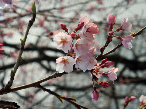 高田公園の桜1 高田公園の桜1