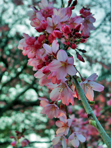 ピンク色の桜 ピンク色の桜