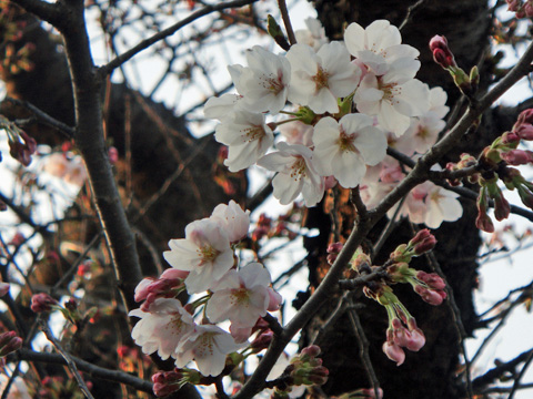 高田公園の桜2 高田公園の桜2