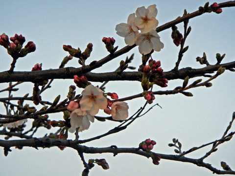 高田公園の桜3 高田公園の桜3
