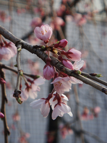 高田公園の桜4 高田公園の桜4