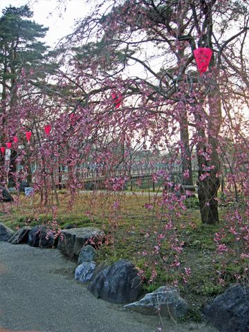 垂れている桜 垂れている桜