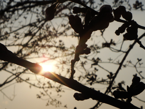 逆光と桜 逆光と桜