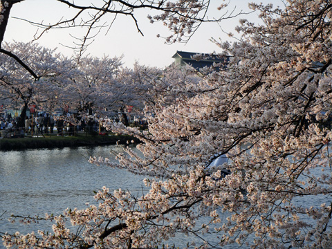 高田公園のお堀と桜 高田公園のお堀と桜