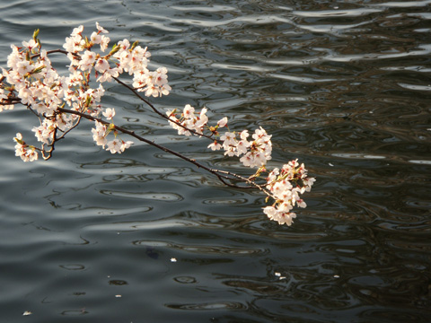 水面にのびる桜の木 水面にのびる桜の木
