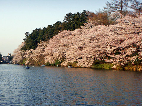 お堀と桜 お堀と桜