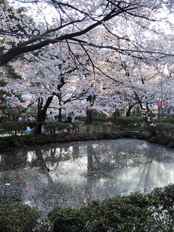 池と桜 池と桜