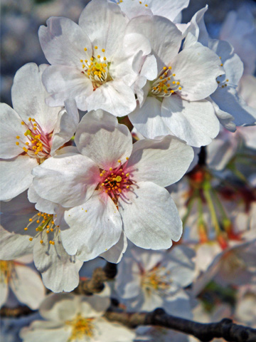 高田公園の桜 高田公園の桜