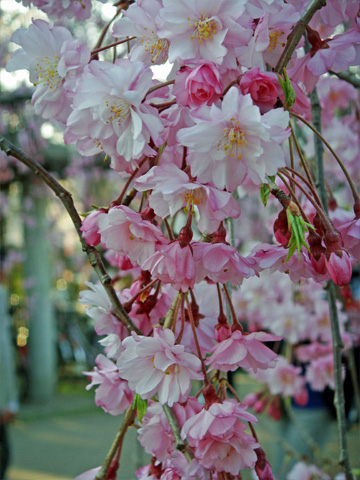 高田公園のしだれ桜 高田公園のしだれ桜