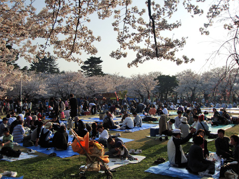 高田公園のお花見客 高田公園のお花見客