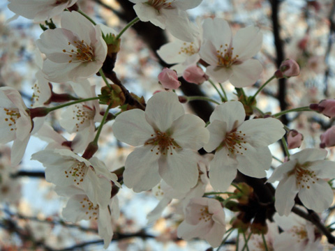 高田公園の桜2 高田公園の桜2