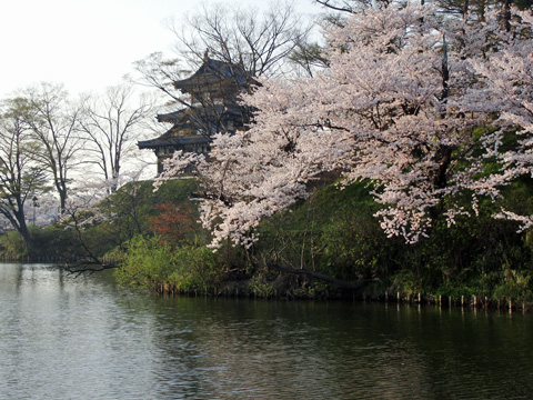 高田のお城と桜 高田のお城と桜
