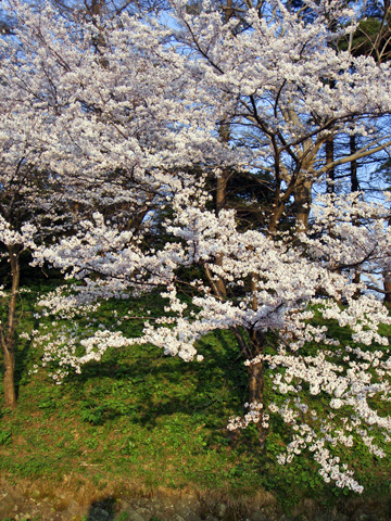 高田公園の満開の桜 高田公園の満開の桜