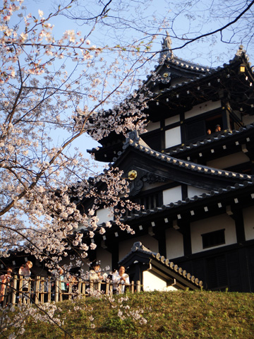 高田のお城と桜2 高田のお城と桜2