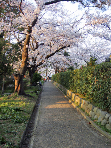 桜の小道 桜の小道