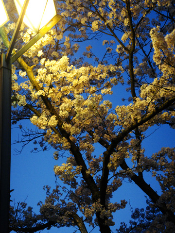ライトアップされる桜3 ライトアップされる桜3
