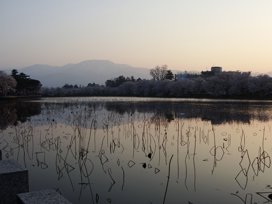 蓮の池と夕焼け 蓮の池と夕焼け