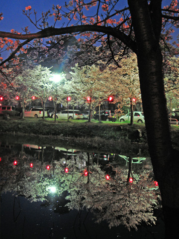 お堀にうつる夜桜 お堀にうつる夜桜