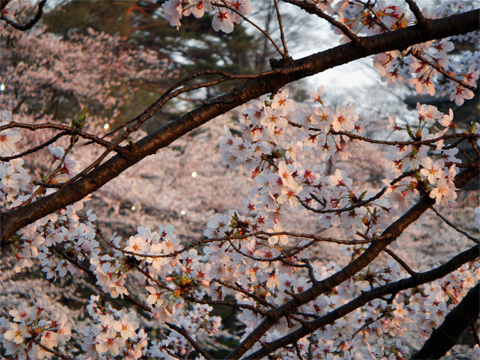 ライトアップされる桜1 ライトアップされる桜1