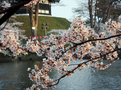 ライトアップされる桜2 ライトアップされる桜2