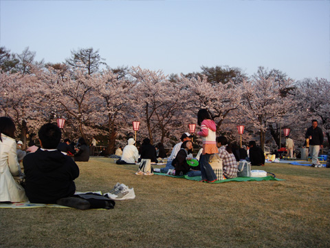 高田公園の桜と芝生 高田公園の桜と芝生
