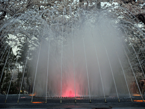 ライトアップされた噴水と桜 ライトアップされた噴水と桜