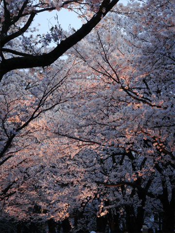 ライトアップされる桜 ライトアップされる桜