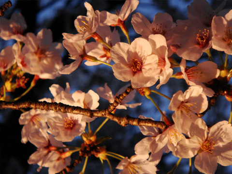 ライトアップされる桜2 ライトアップされる桜2