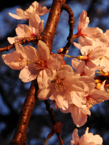 ライトアップされる桜3 ライトアップされる桜3