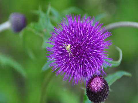 青い花と蜘蛛