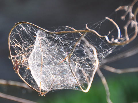 蜘蛛の巣