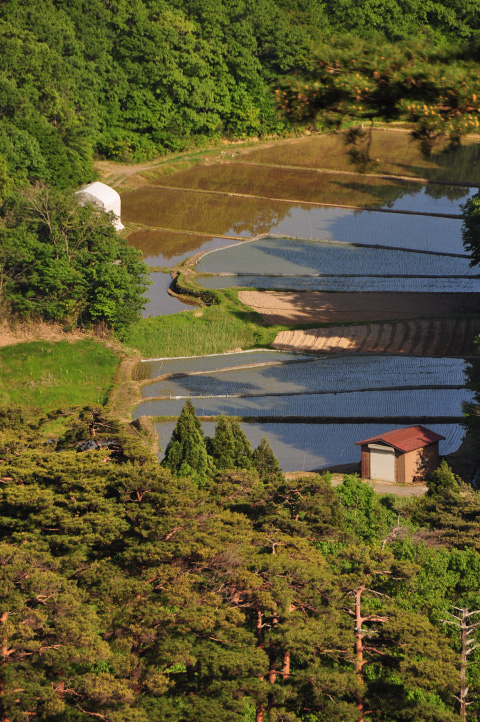 上越の田んぼ