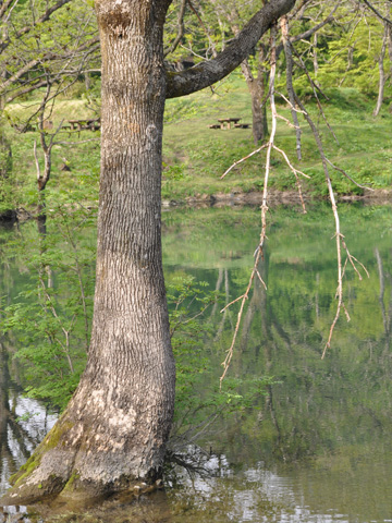 高浪の池から伸びる木々