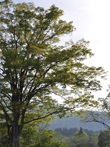 高浪の池駐車場の木