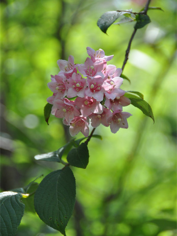 金子つつじ園の花 金子つつじ園の花