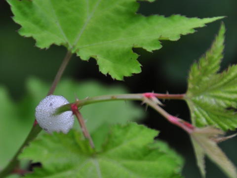 カマキリの卵 カマキリの卵