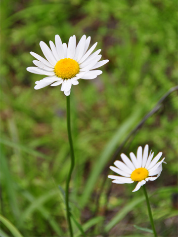 花 花