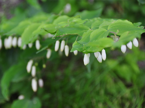 花2 花2