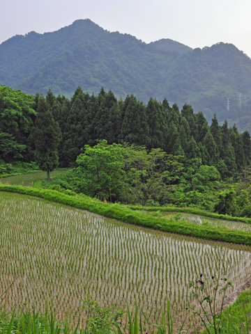 能生・新道山付近の田んぼ