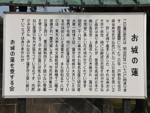高田公園・蓮の説明