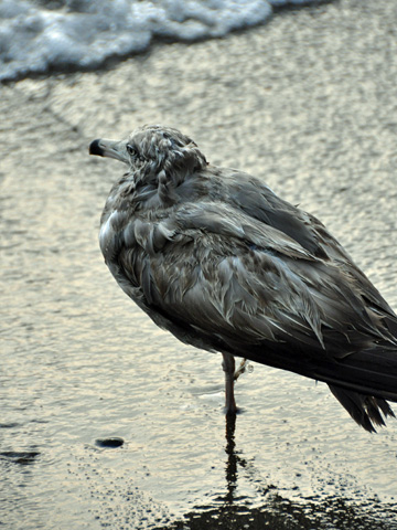 弁天岩の鳥8 弁天岩の鳥8