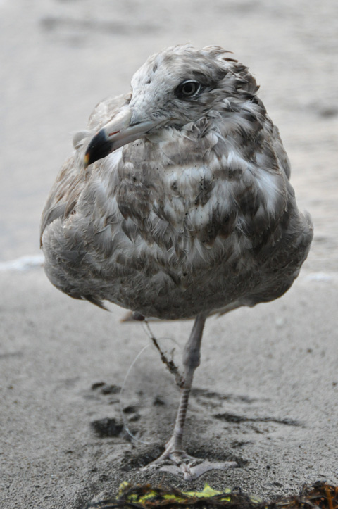 弁天岩の鳥10 弁天岩の鳥10