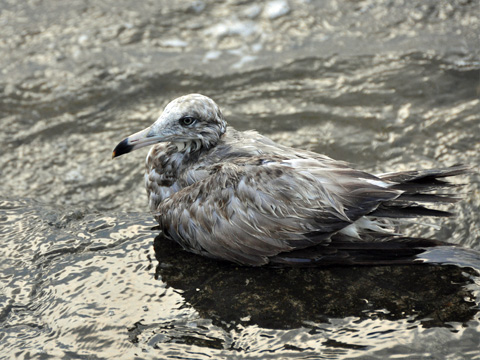 弁天岩の鳥1 海の鳥1